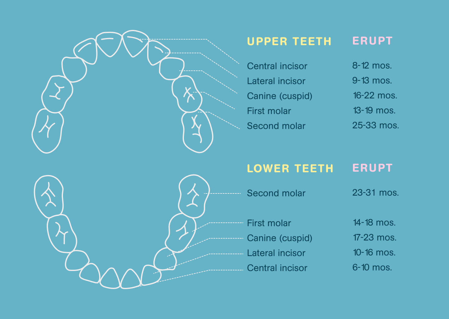 Baby Teeth Eruption Chart