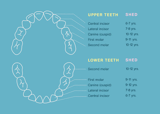 Learn about kid’s dental hygiene